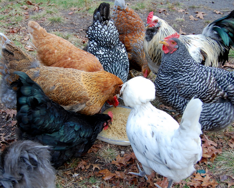 The hows and whys of fermented chicken feed