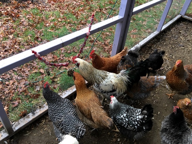 Fun & festive chicken garland