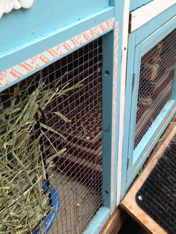 Getting rabbits ready for winter