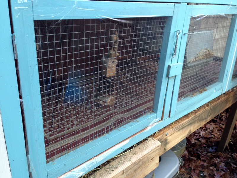 Getting rabbits ready for winter