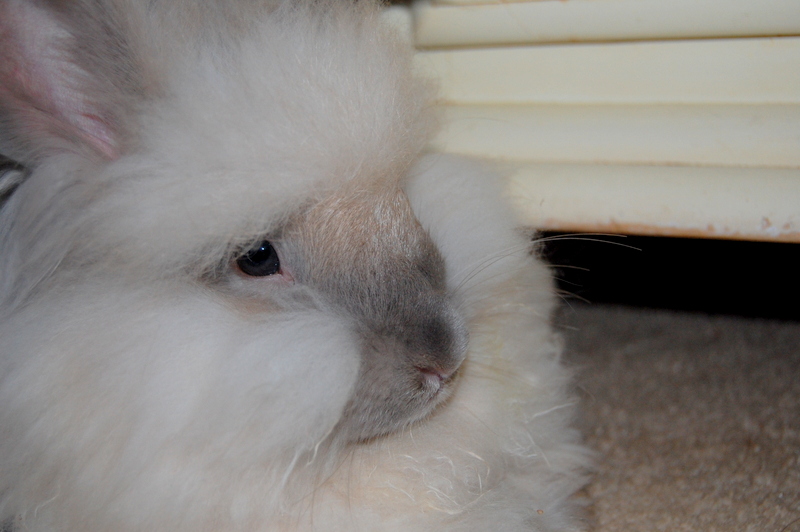 GI Stasis - What Every Rabbit Owner Needs to Know