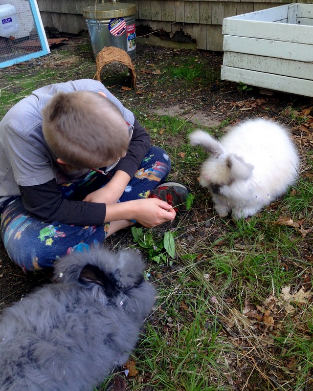 GI Stasis - What Every Rabbit Owner Needs to Know