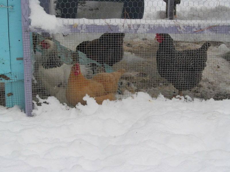 Frostbite can be a serious problem for cold climate chicken keepers. Learn how to treat it and to prevent it in the future