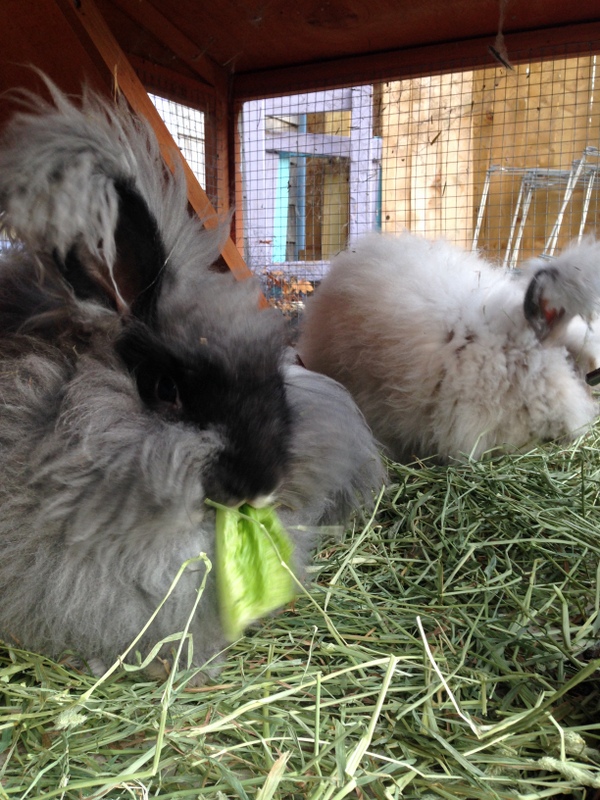 GI Stasis - What Every Rabbit Owner Needs to Know