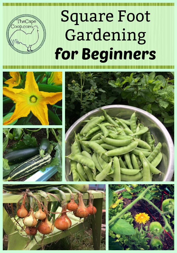 Square Foot Gardening for Beginners