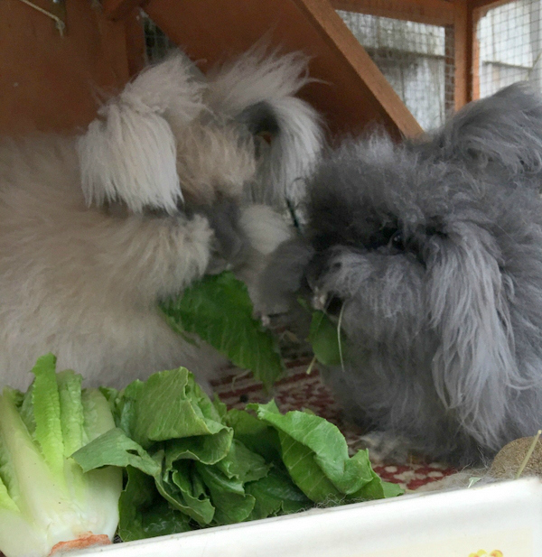 GI Stasis - What Every Rabbit Owner Needs to Know