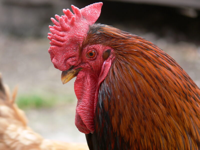 preventing frostbite in your flock