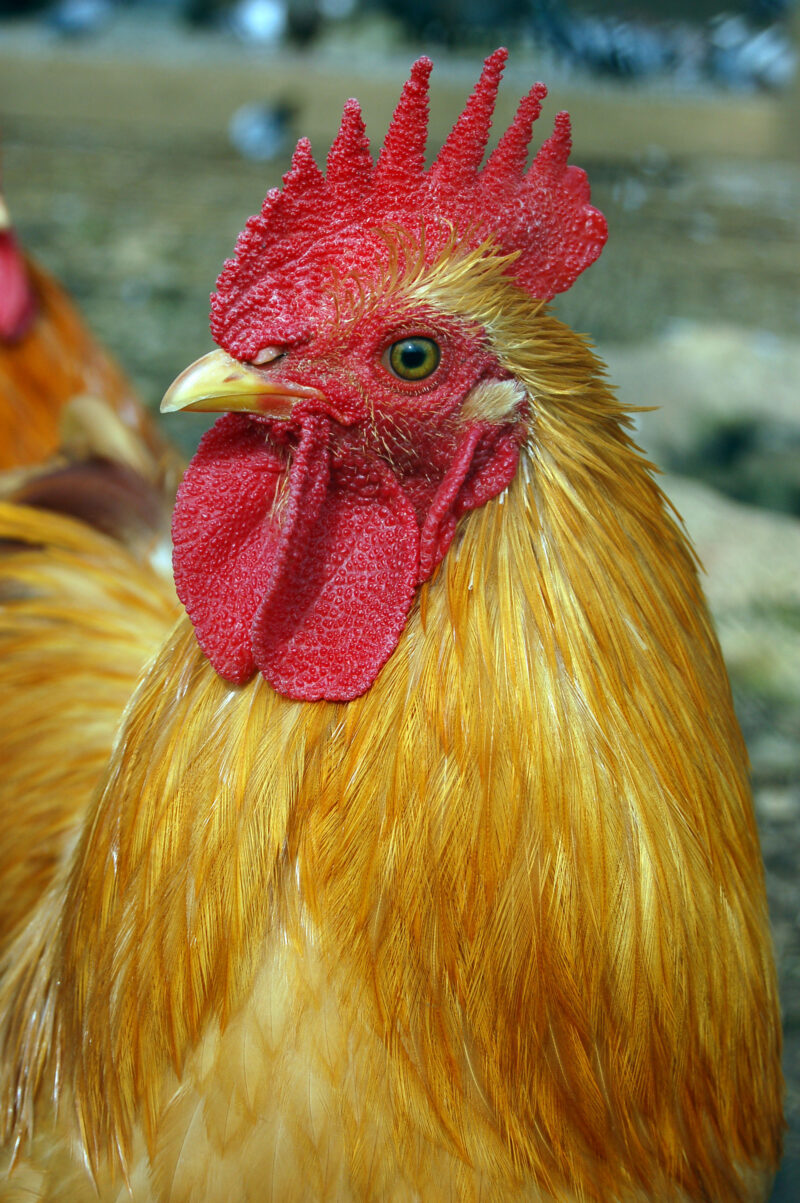 preventing frostbite in your flock