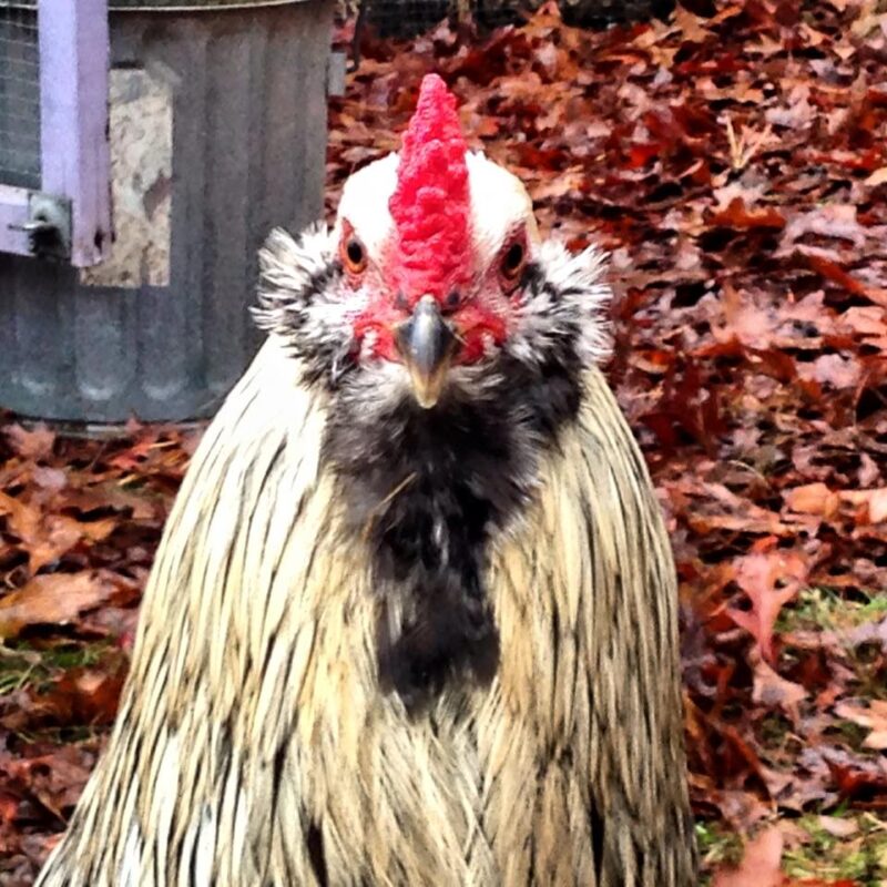 preventing frostbite in your flock
