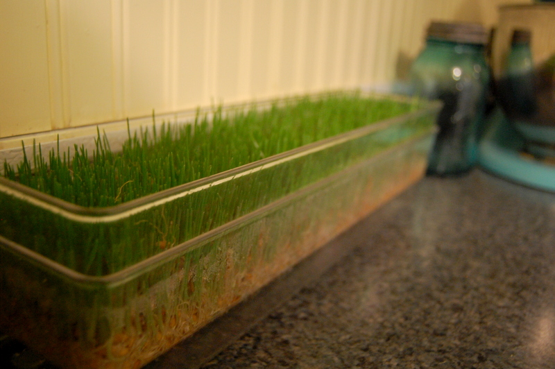 Homestead Kitchen DIY Story