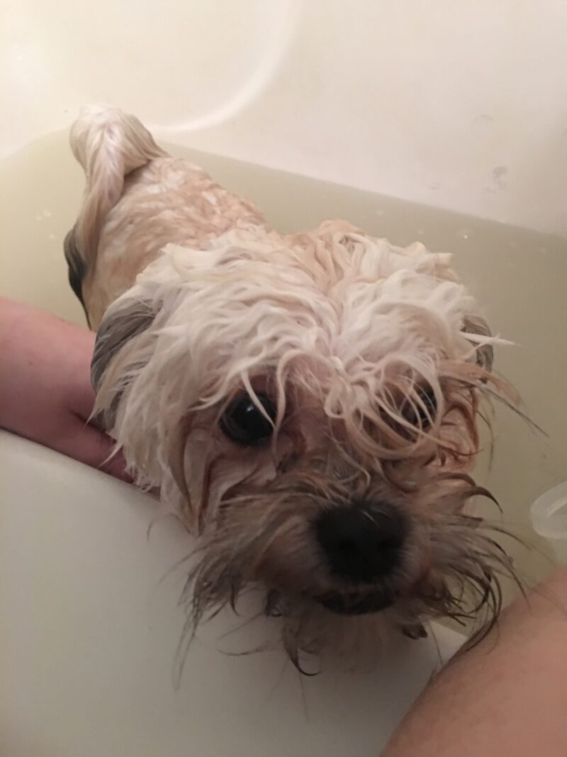 All natural dog shampoo