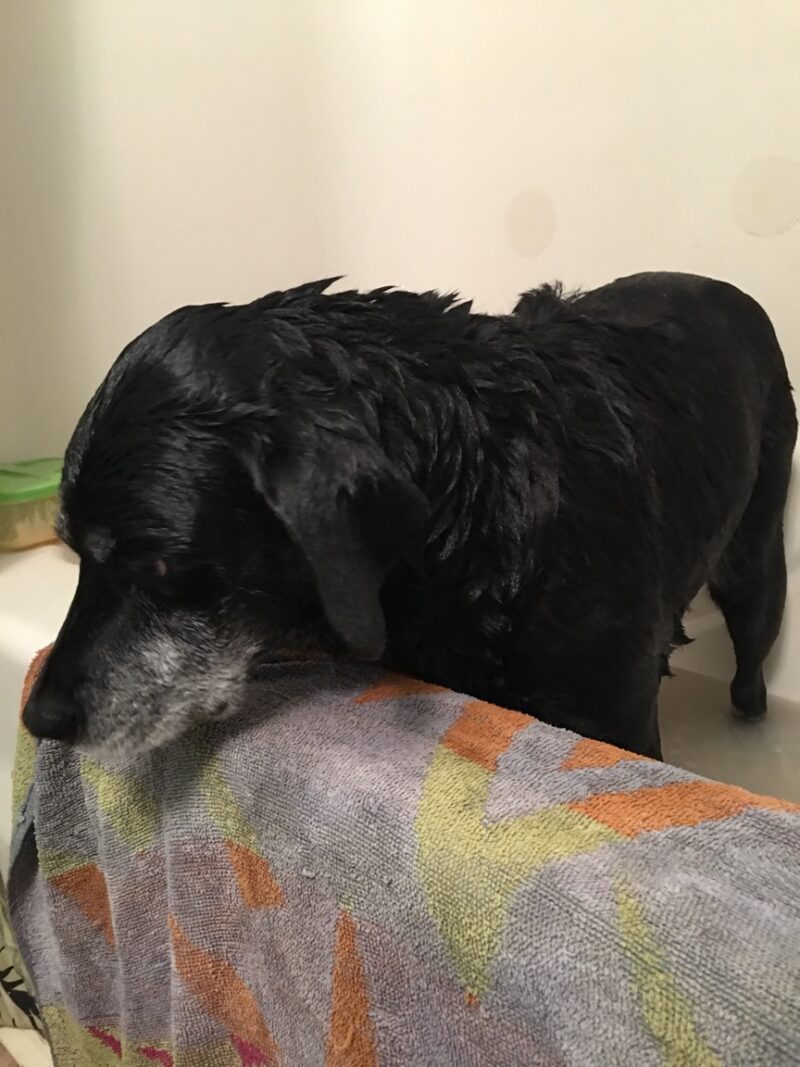 All natural dog shampoo