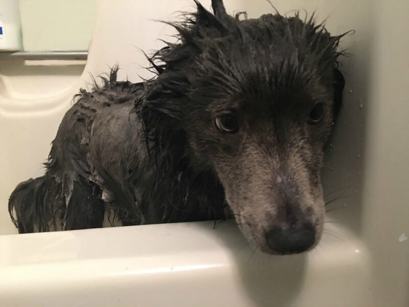 All natural dog shampoo