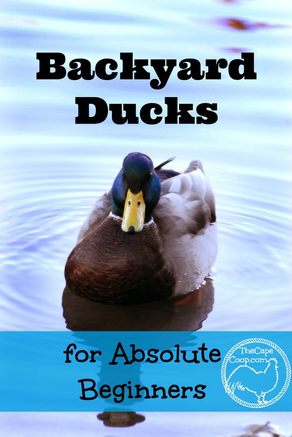 Backyard Ducks for Absolute Beginners