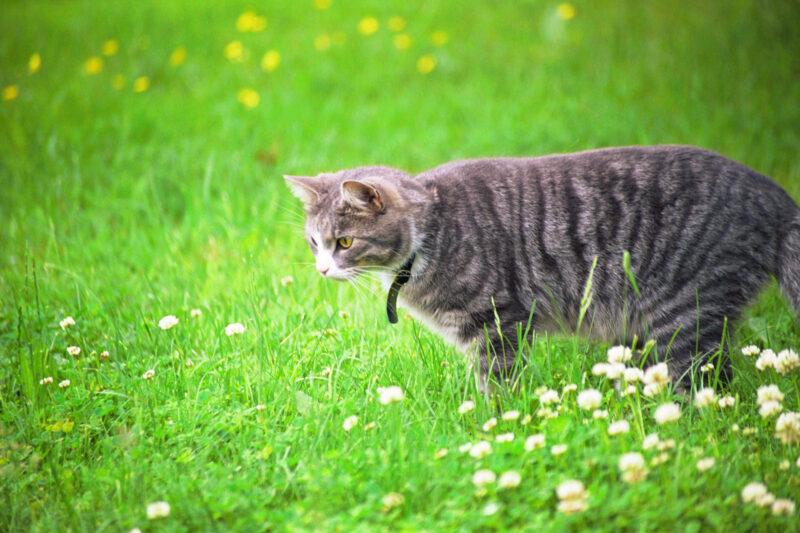 Gardening for your pets & livestock