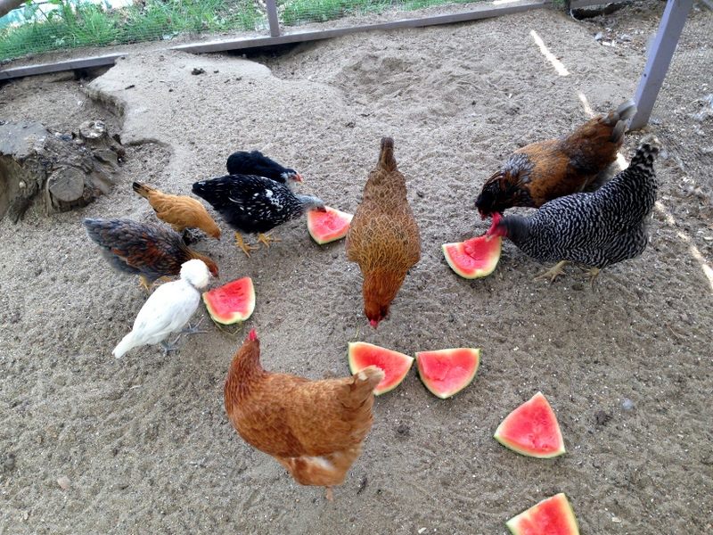 Gardening for your pets & livestock