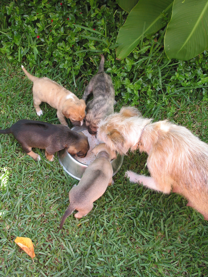 Gardening for your pets & livestock