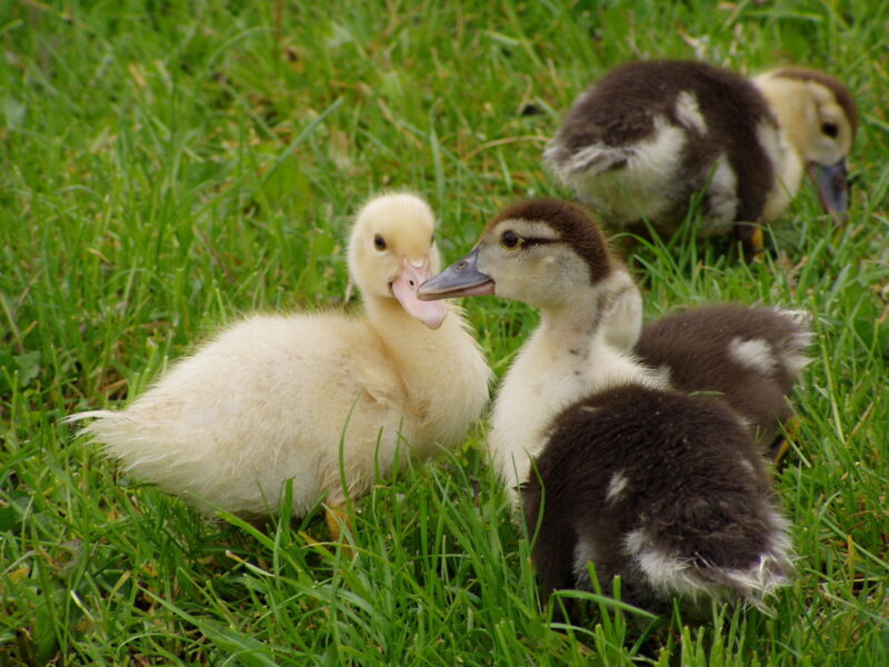 Backyard Ducks for Absolute Beginners