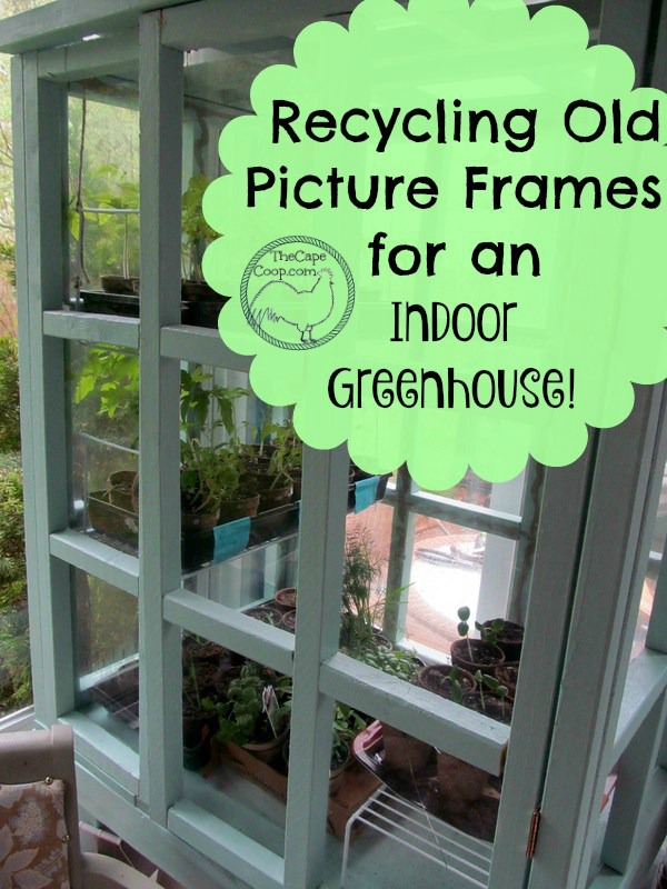 Recycling old picture frames for an indoor greenhouse