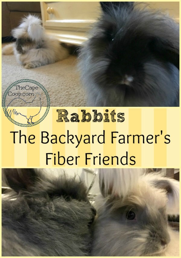 Rabbits - The Backyard Farmer's Fiber Friends