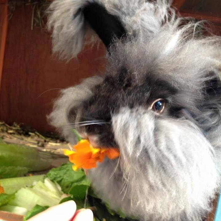 Gardening for your pets & livestock