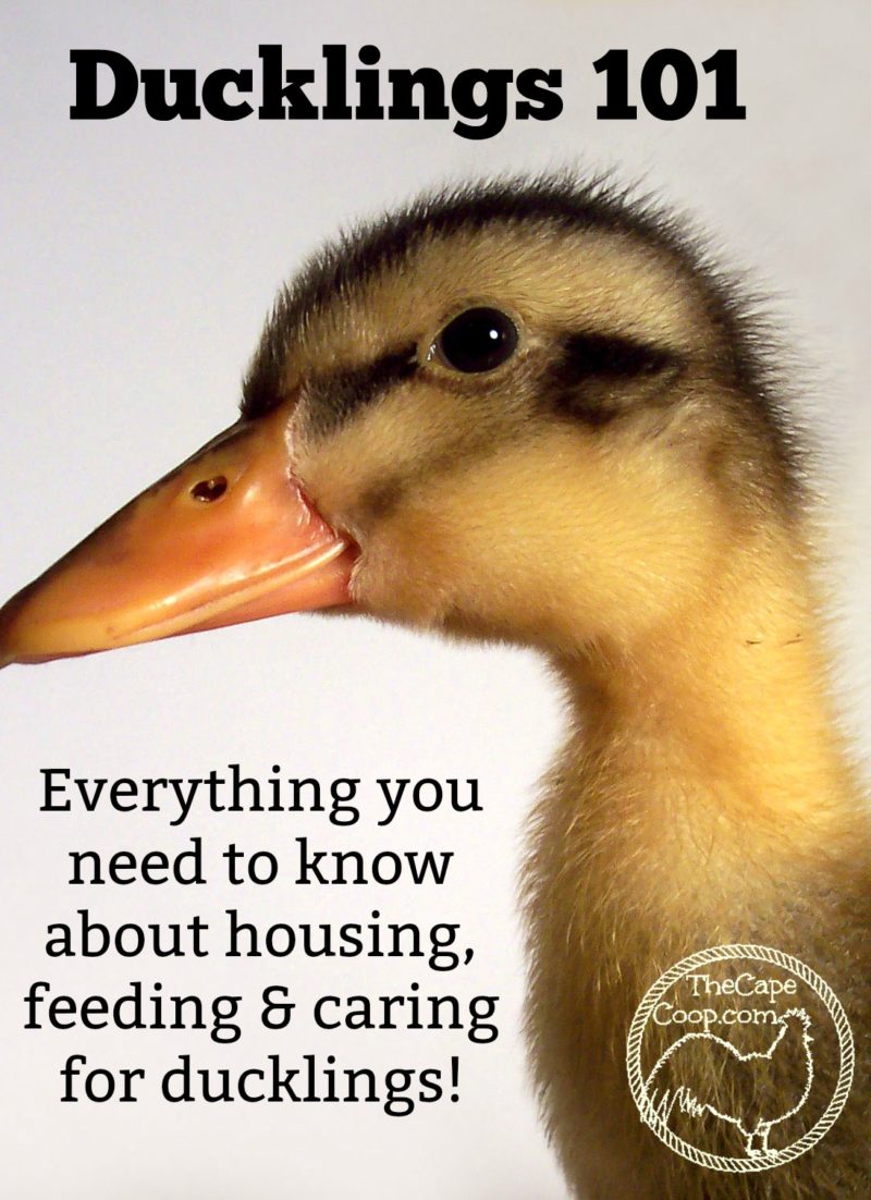 Ducklings 101 - Everything you need to know about housing, feeding, and caring for ducklings