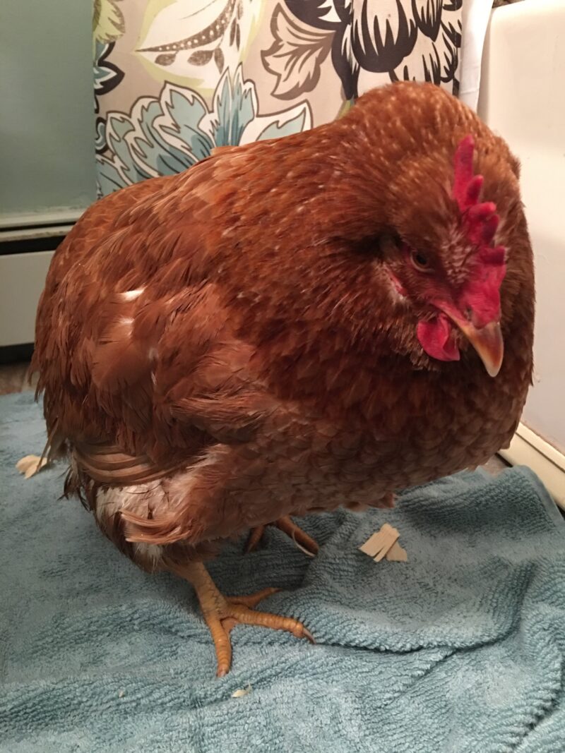 Abby's breathing does not sound wet or raspy, but does seem a little strained like she is in pain or has an egg stuck