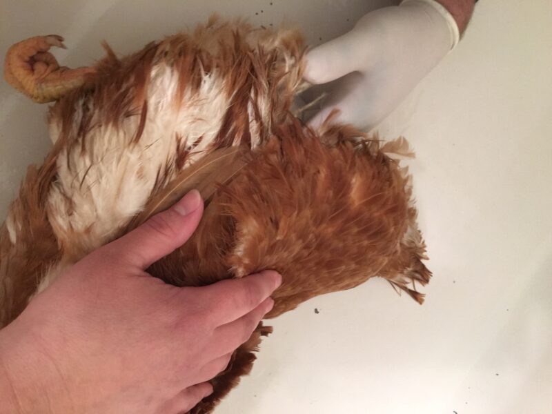 How embarrassing, poor Abigail. But there was no egg stuck, so that is good news. While on her side, I did figure out the problem though! On her both of her feet, she had telltale black scabs.....