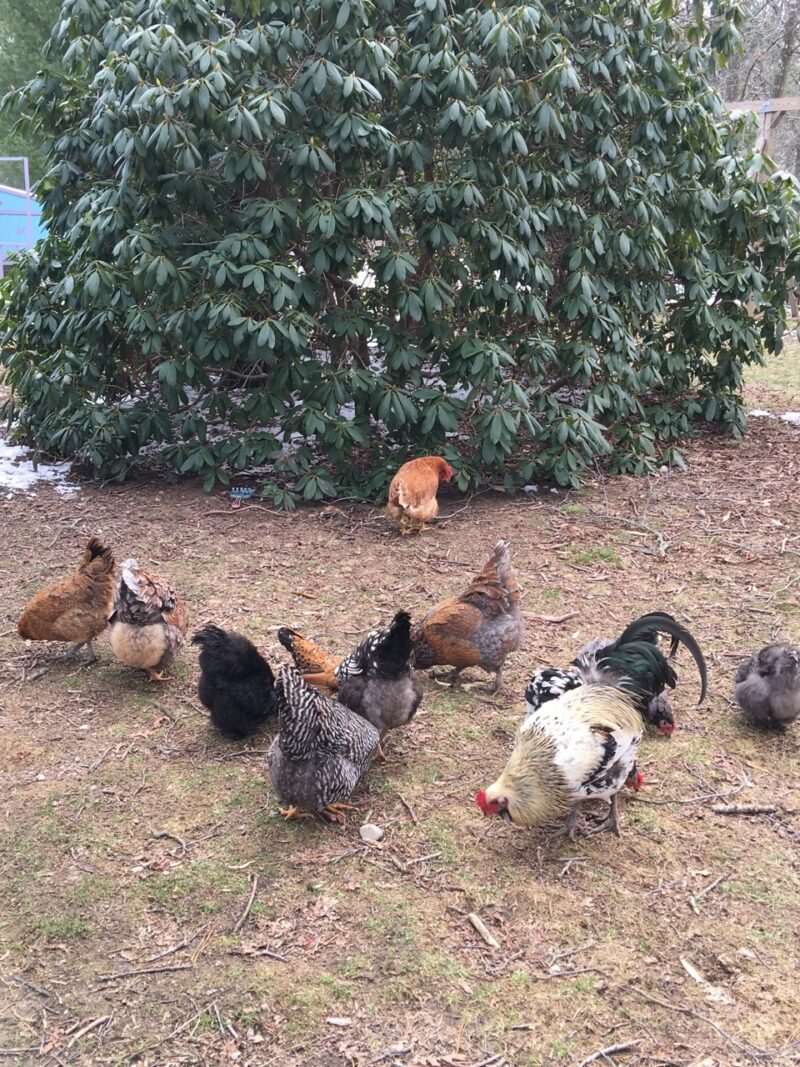 One of these chickens is not like the others, time to investigate