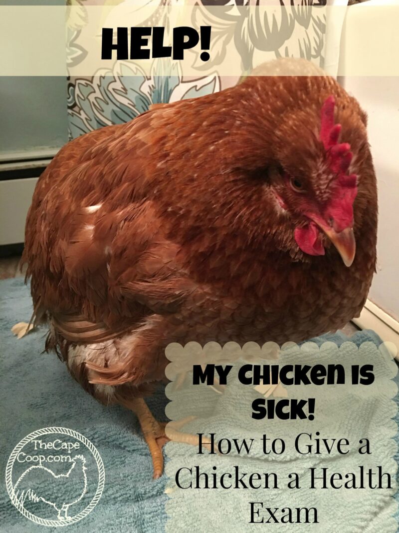 Help My Chicken is Sick