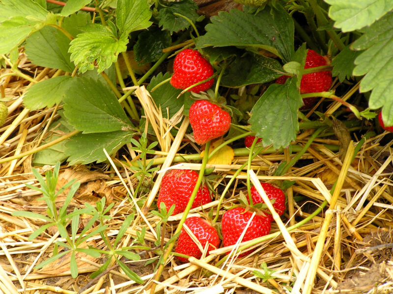 bare root strawberries