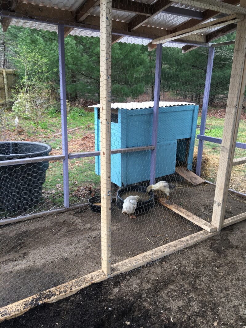 How to Make a Duck House The Cape Coop