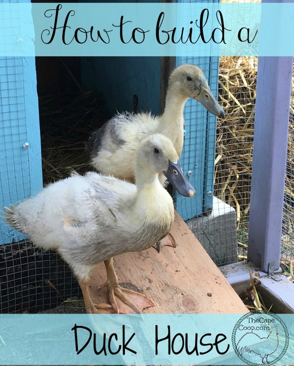 Domestic Duck House Plans Free Modern Home Plans domestic-duck-house-plans-free-modern-home-plans
