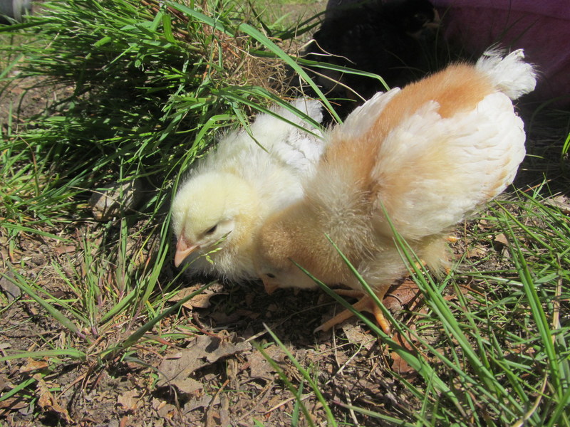 Chickens dust bath