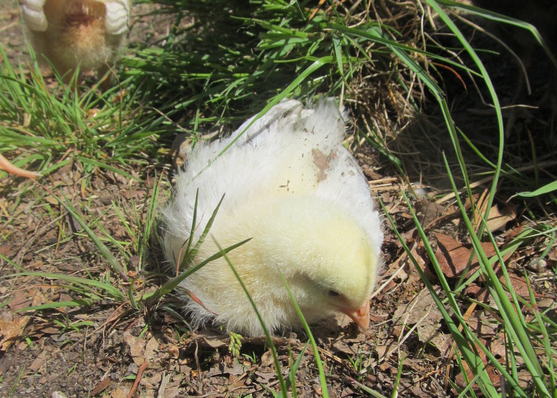 Chickens don't need anyone to teach them how to take a dust bath. Their instincts tell even the little ones what to do! Nature amazes me