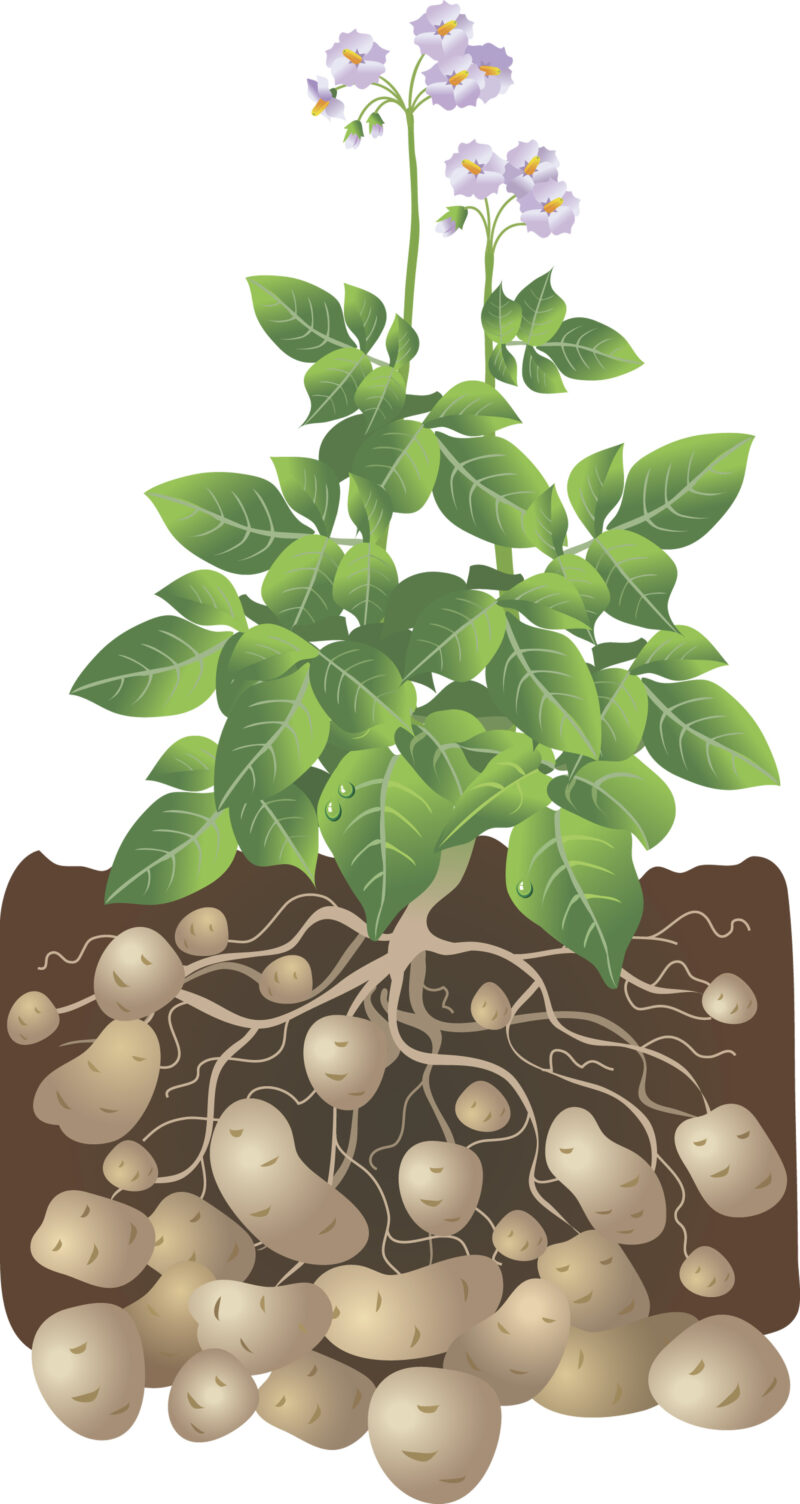 Growing Potatoes in your Backyard