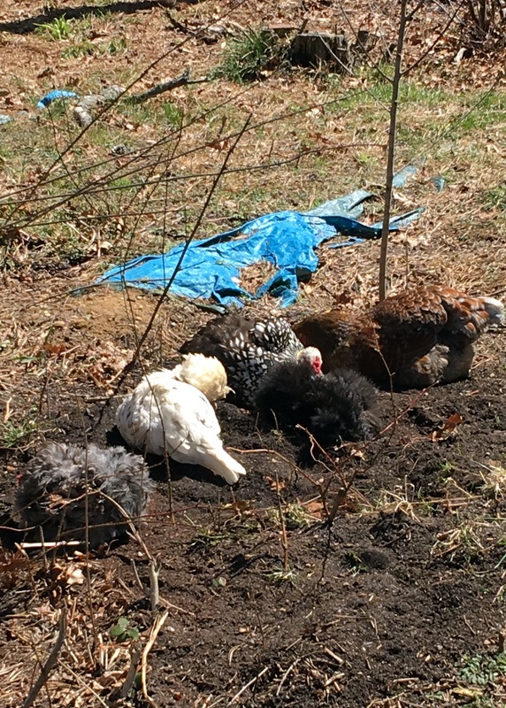 Chickens dust bath