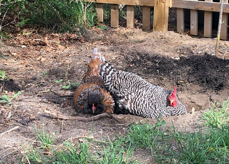 Chickens dust bath
