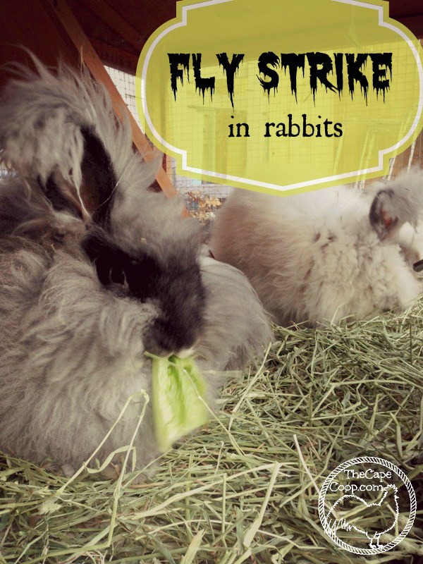 Fly Strike in Rabbits