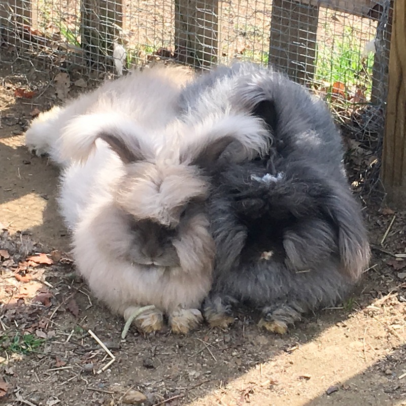 Top 7 Tips to Keep your Rabbits Cool this Summer