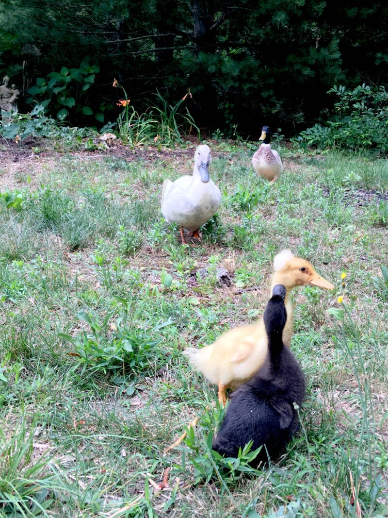 Adding duckling to your flock