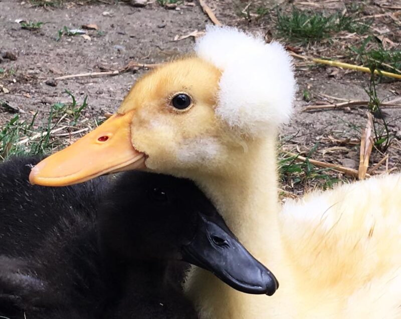 Adding ducklings to your flock