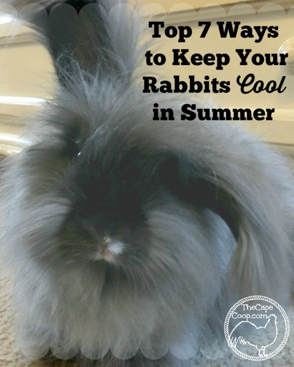 Top 7 Ways to Keep Your Rabbits Cool in Summer