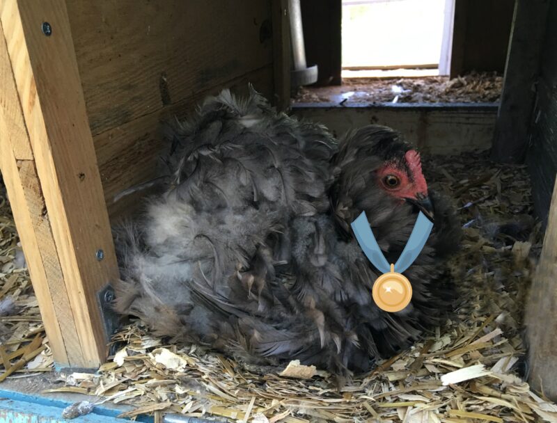 Hi my name is Lucy and I am a gold medal broody-butt!