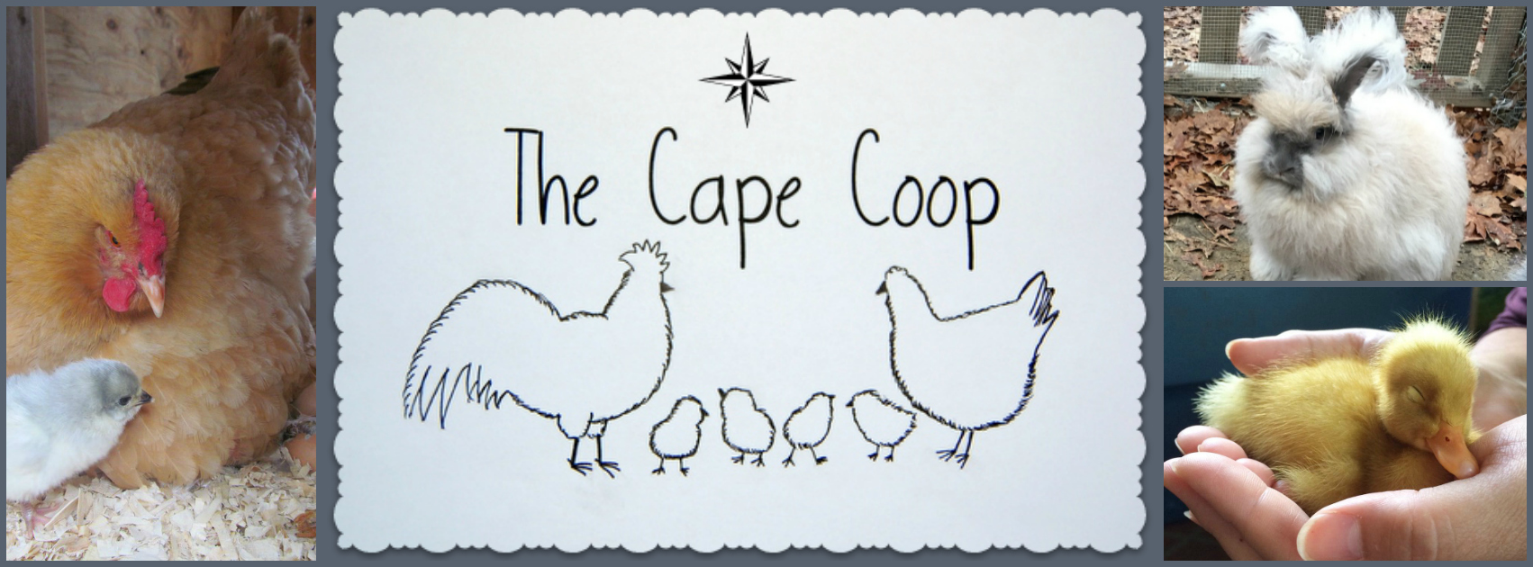 The Cape Coop