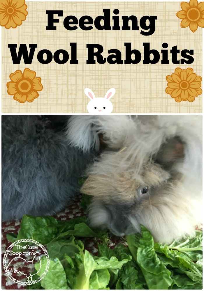 Feeding Wool Rabbits