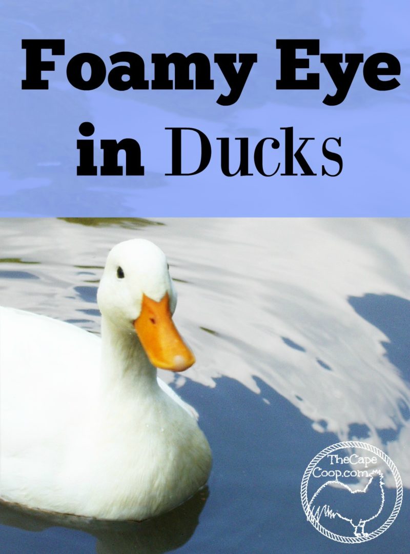 Foamy Eye in Ducks