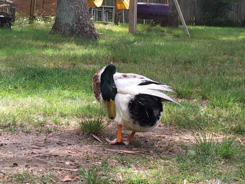 Duck Behavior