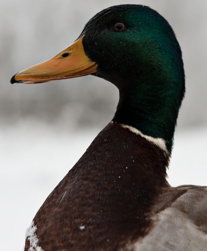 Foamy Eye in Ducks