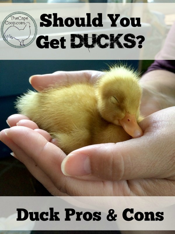 Should you get ducks? Duck Pros & Cons